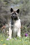 AKITA AMERICAIN 145